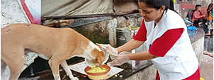 Feeding Stray Animals, Dog Feeding, Child Help Foundation